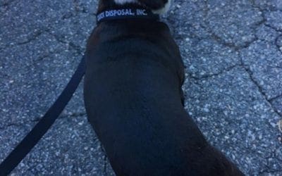 Meet Zoey, our office mascot. Seen here sporting her Quick Disposal dog collar. #dogsofinstagram #quickdisposal #localbusiness #wakefieldma #officedogs