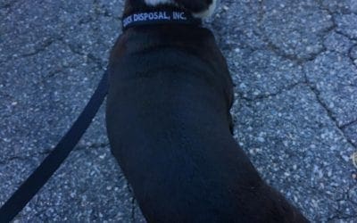 Meet Zoey, our office mascot. Seen here sporting her Quick Disposal dog collar. #dogsofinstagram #quickdisposal #localbusiness #wakefieldma #officedogs