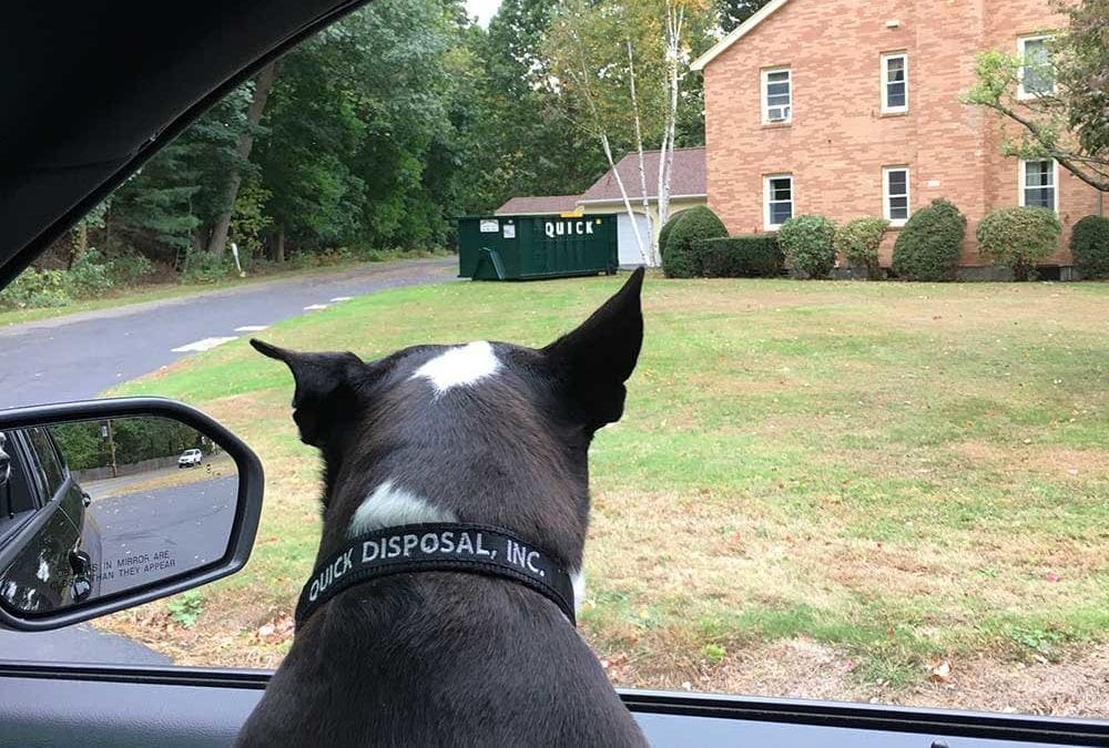 Zoey is hard at work ensuring all of our dumpster clients are ready for their clean-out! Call Quick Disposal today at 781-246-2090 to reserve your roll-off dumpster.