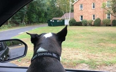 Zoey is hard at work ensuring all of our dumpster clients are ready for their clean-out! Call Quick Disposal today at 781-246-2090 to reserve your roll-off dumpster.